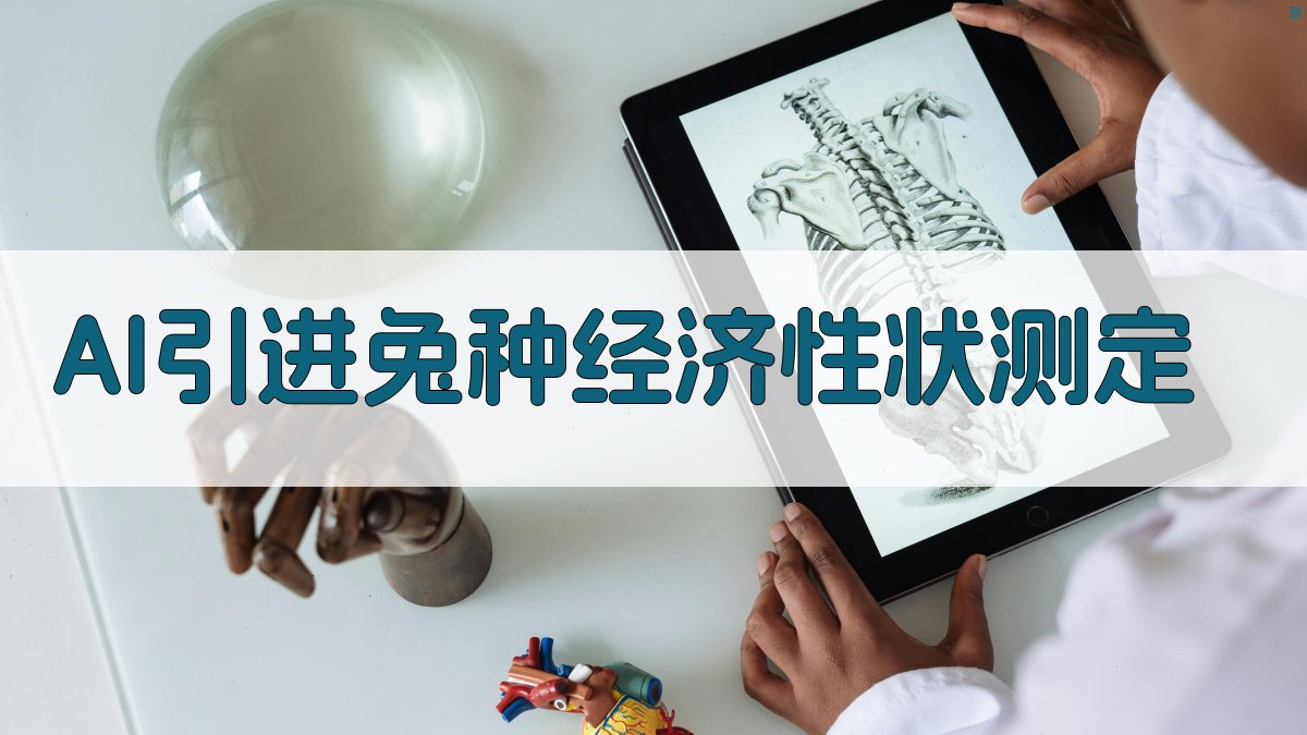 AI引进兔种经济性状测定