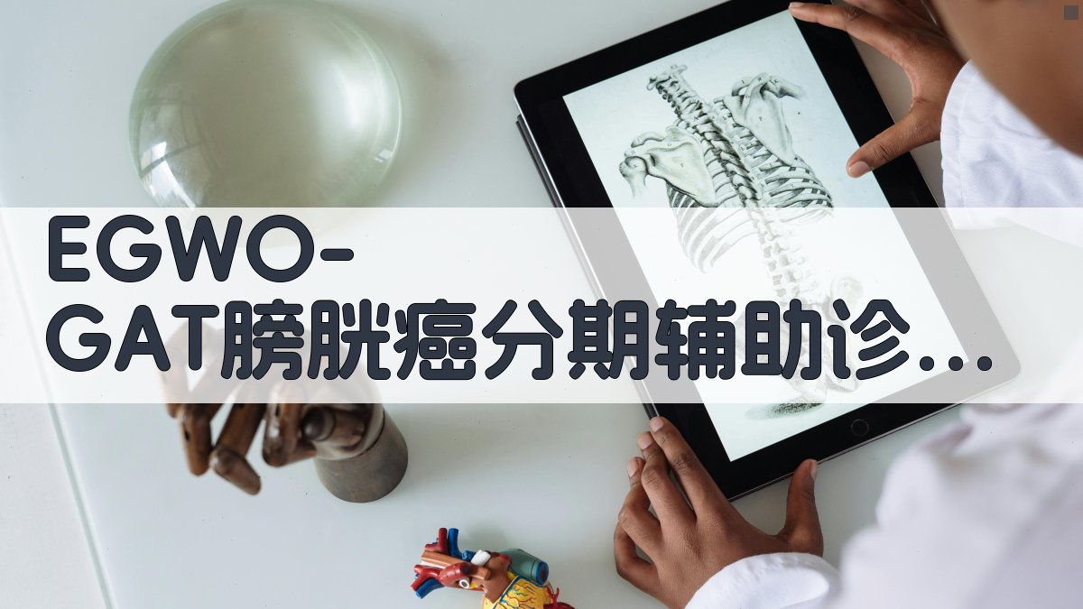 EGWO-GAT膀胱癌分期辅助诊断系统