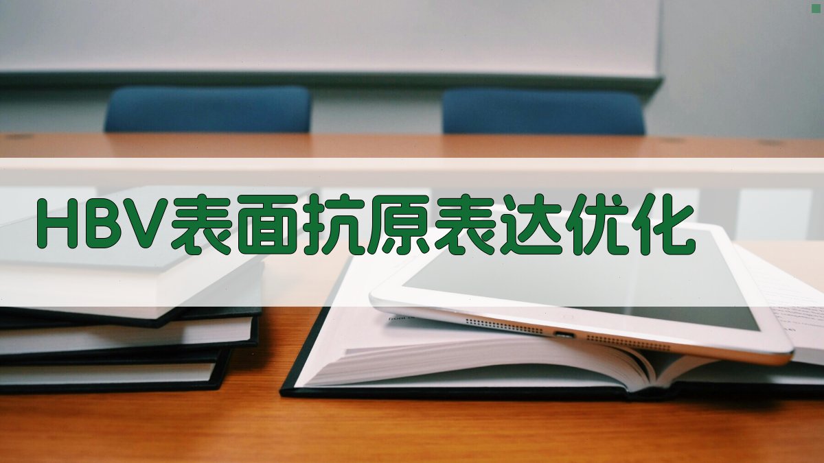 HBV表面抗原表达优化