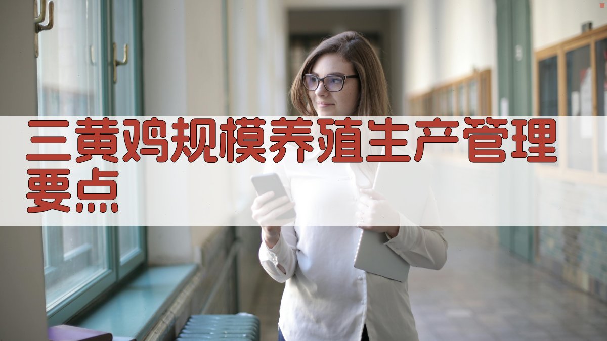 AI三黄鸡规模养殖生产管理助手