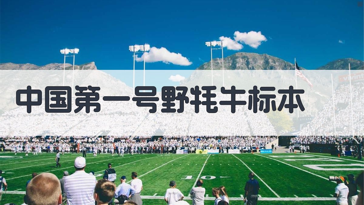 中国第一号野牦牛标本