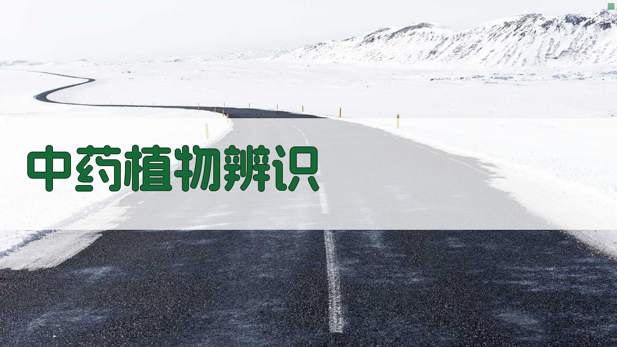 AI中药植物辨识