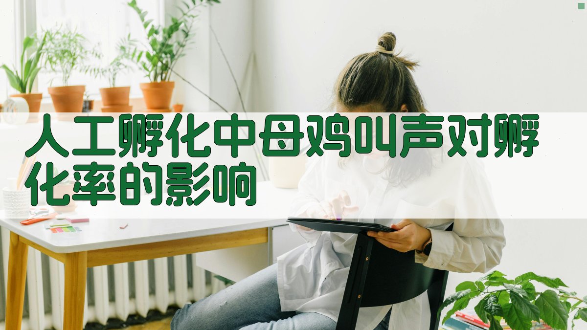 AI人工孵化中母鸡叫声对孵化率影响分析