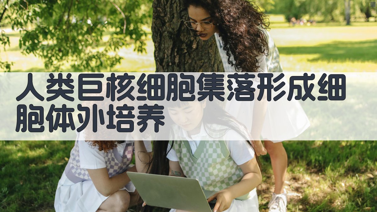 人类巨核细胞集落形成细胞体外培养