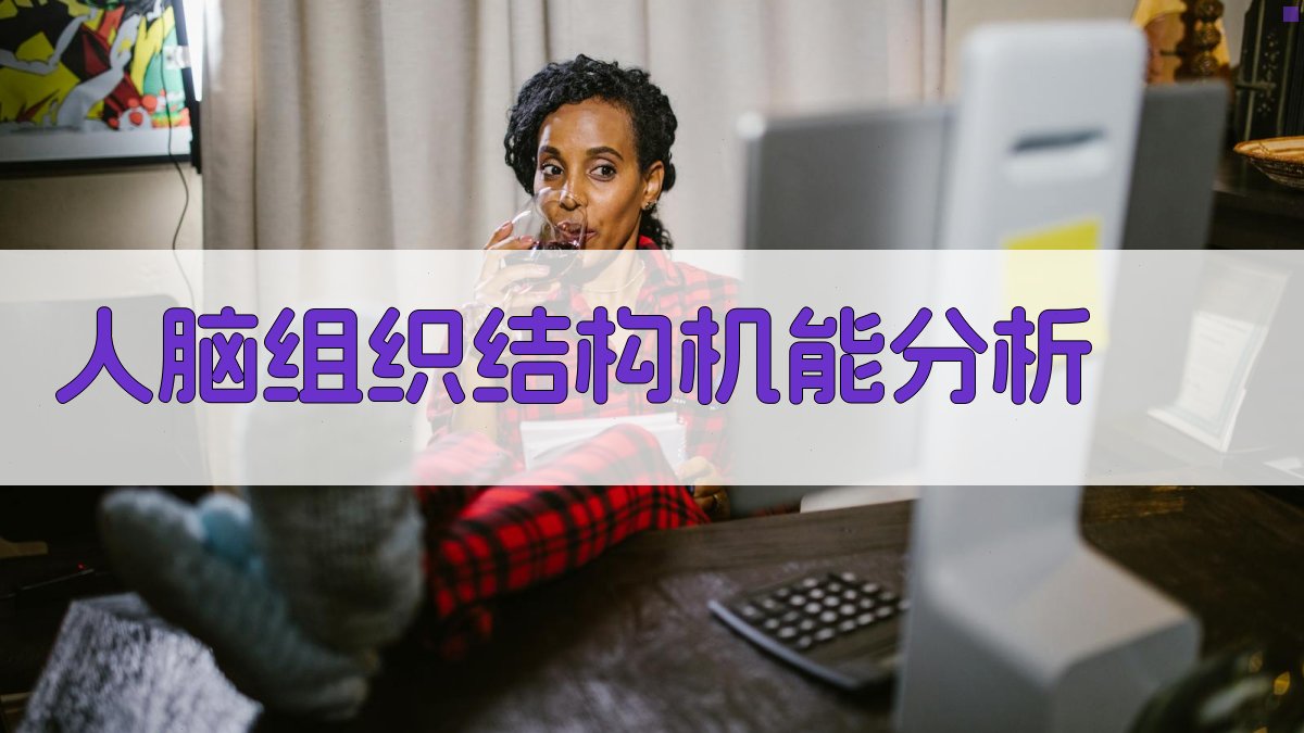 AI人脑组织结构机能分析