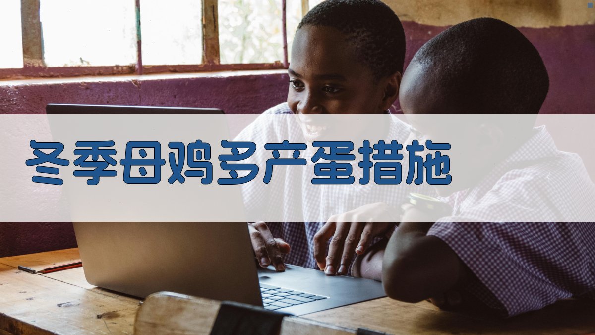 AI智能冬季母鸡多产蛋措施生成器