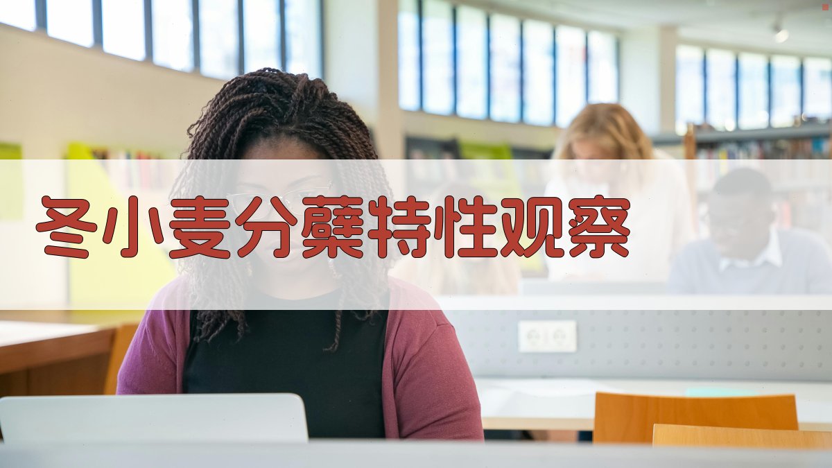 冬小麦分蘖特性观察