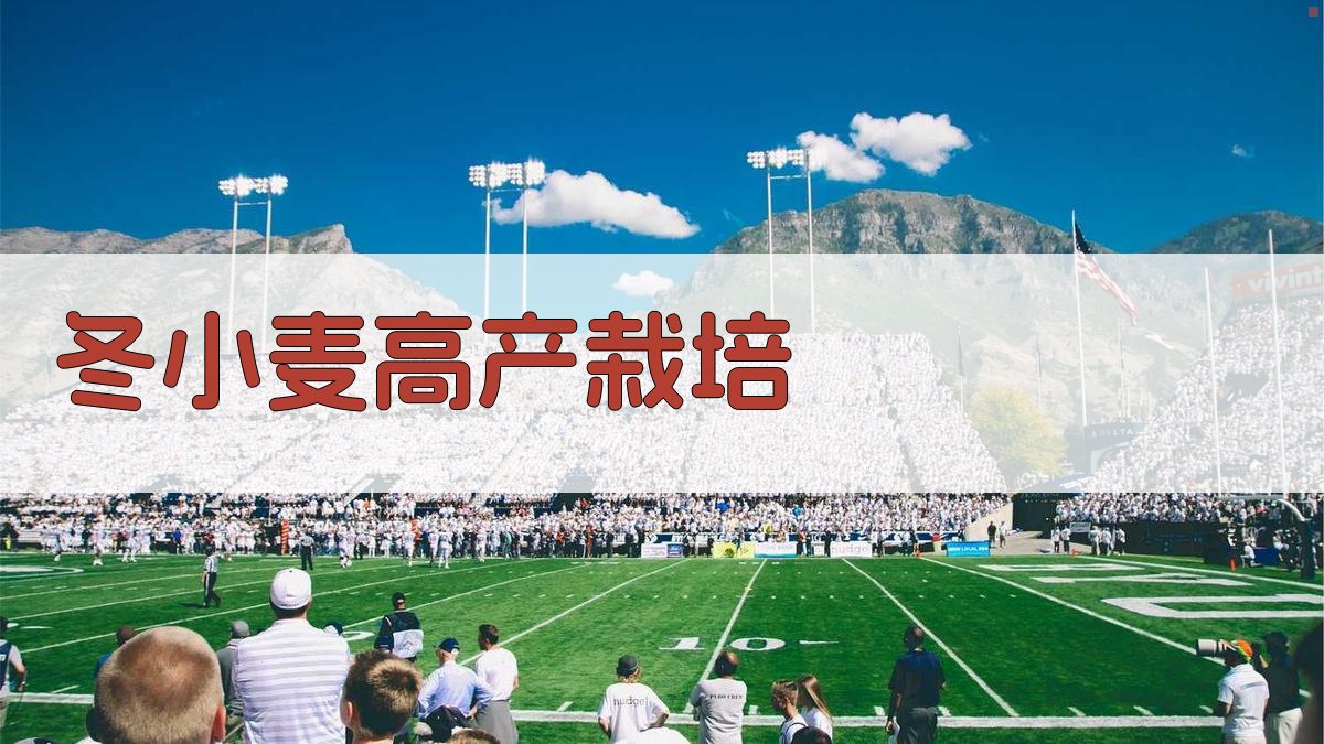 AI一键生成冬小麦高产栽培论文