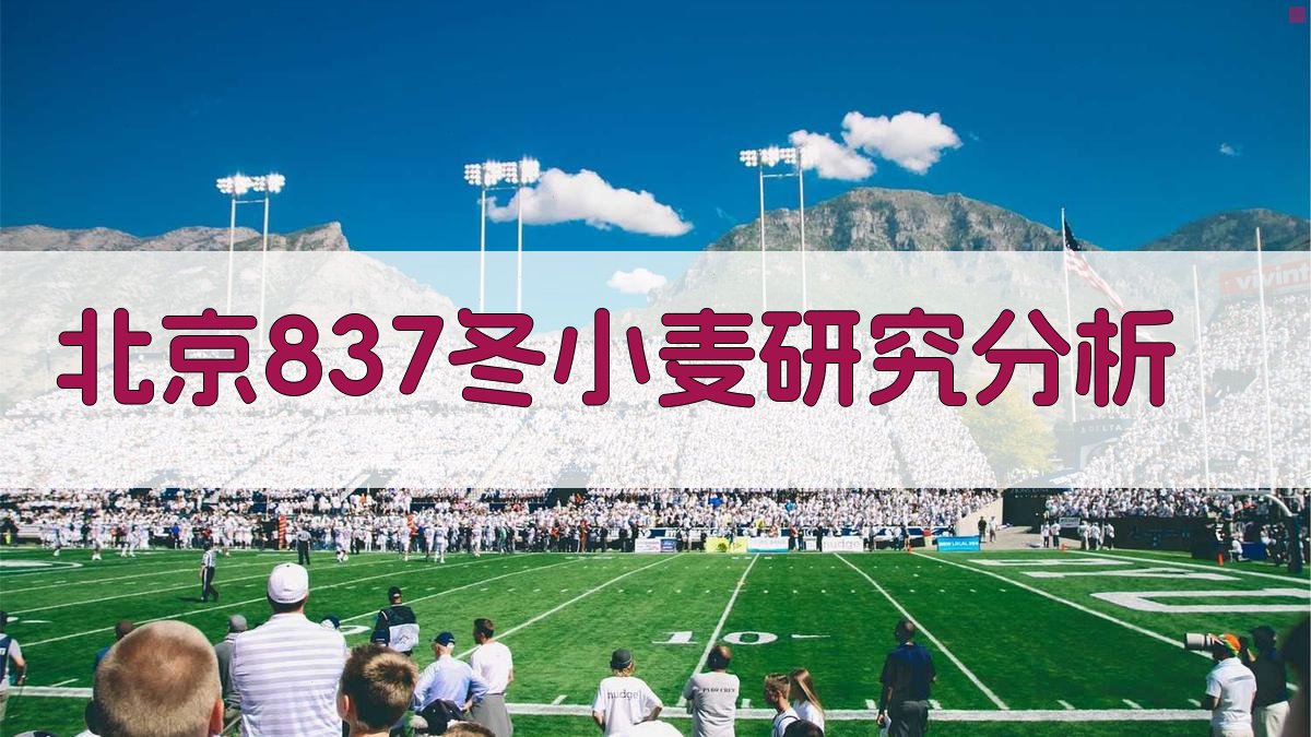 北京837冬小麦研究分析