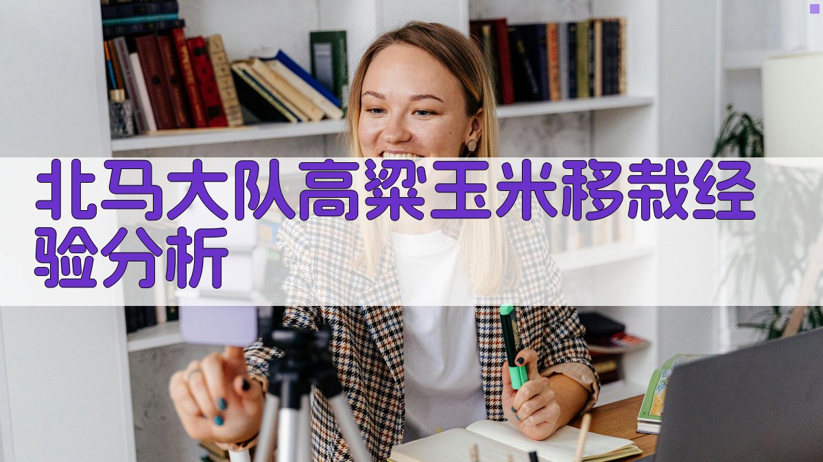 北马大队高粱玉米移栽经验分析