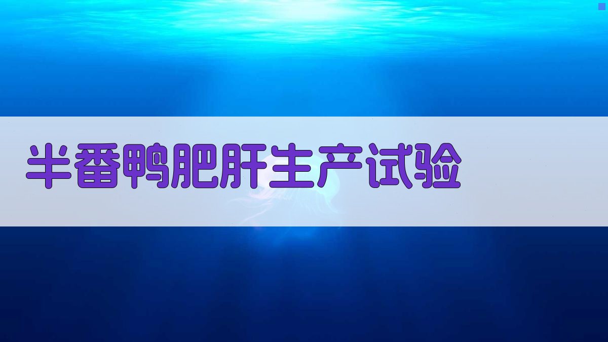 AI半番鸭肥肝生产试验