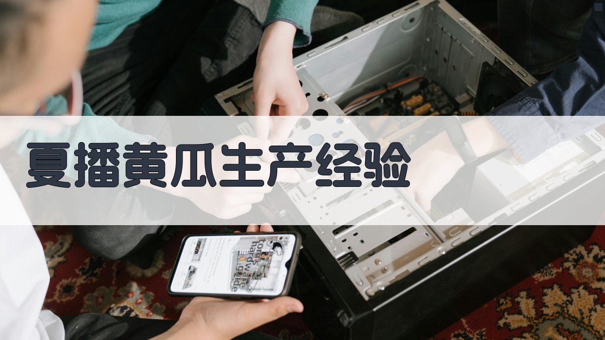 AI夏播黄瓜生产经验