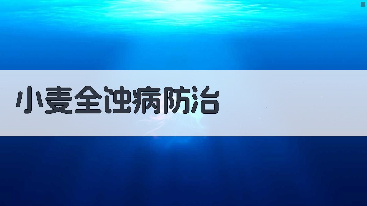 小麦全蚀病发生调查与防治意见