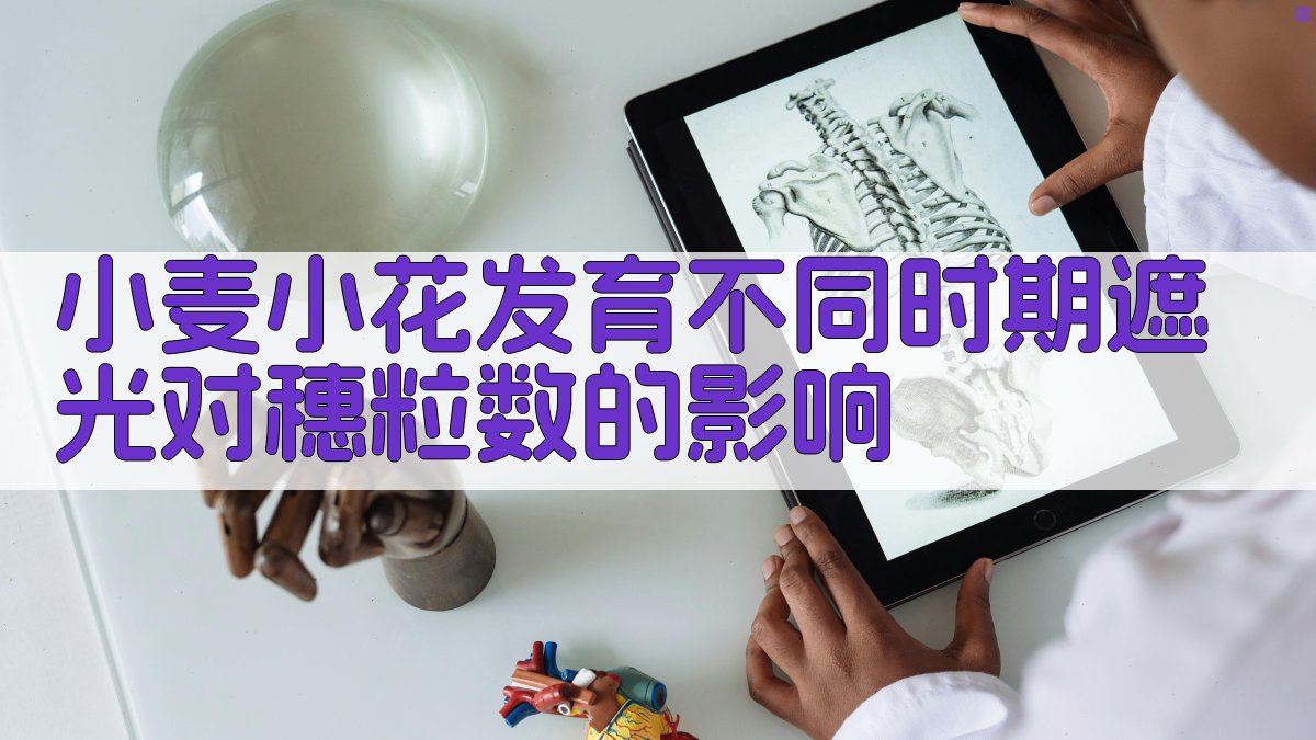 小麦小花发育遮光影响分析