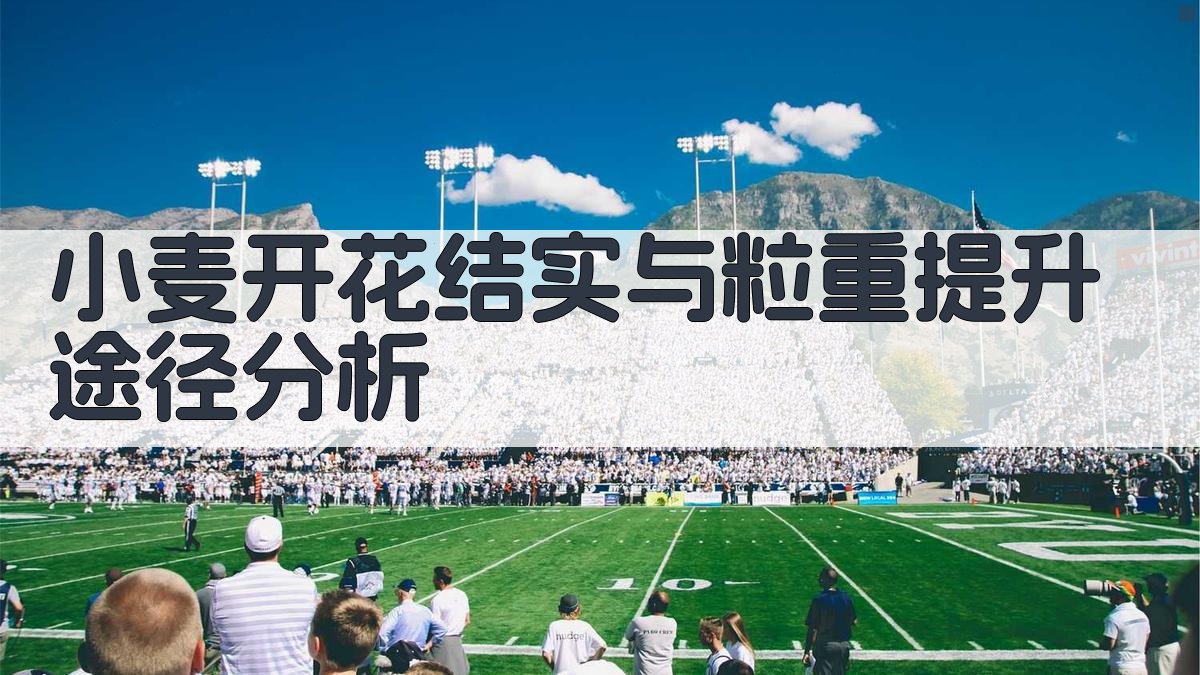 小麦开花结实与粒重提升途径分析