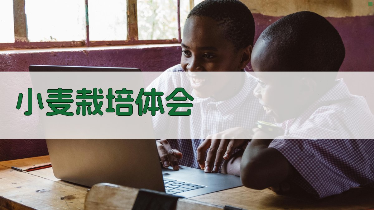 AI一键生成小麦栽培体会