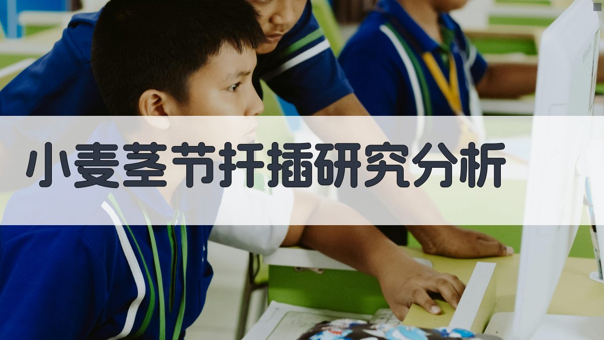 AI小麦茎节扦插研究分析工具