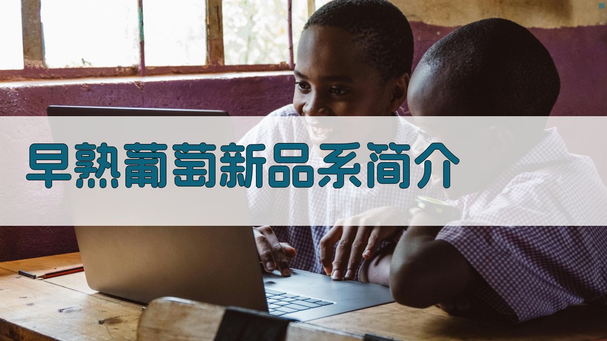 AI早熟葡萄新品系简介