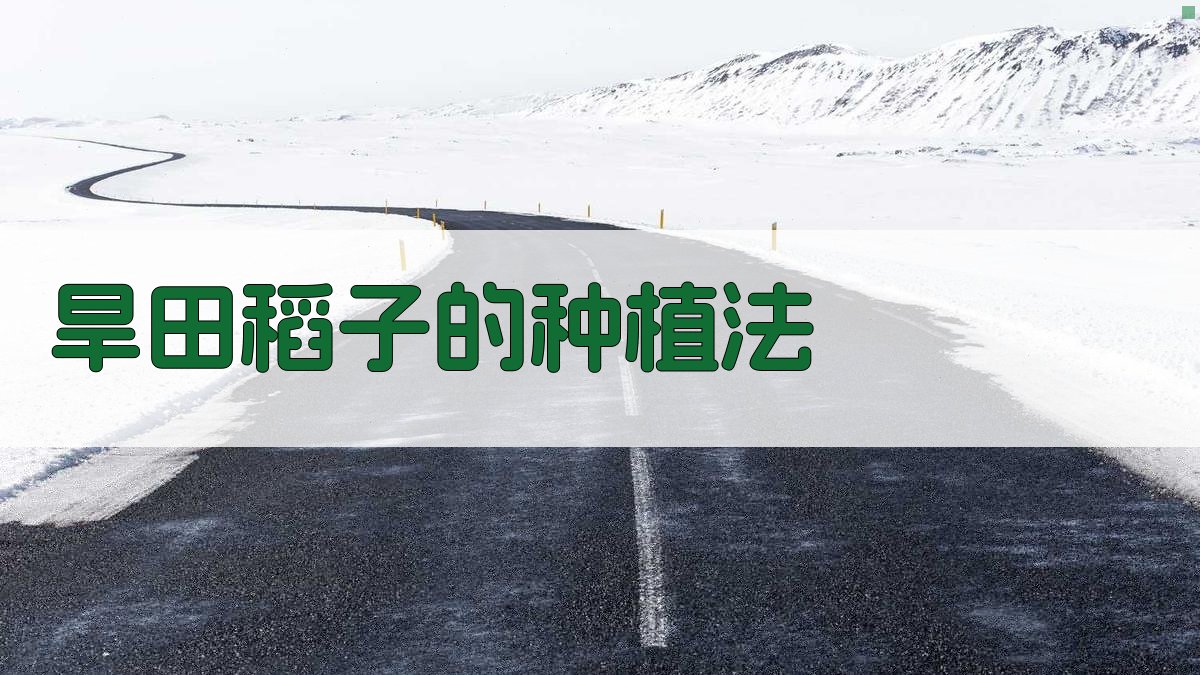 旱田稻子的种植法