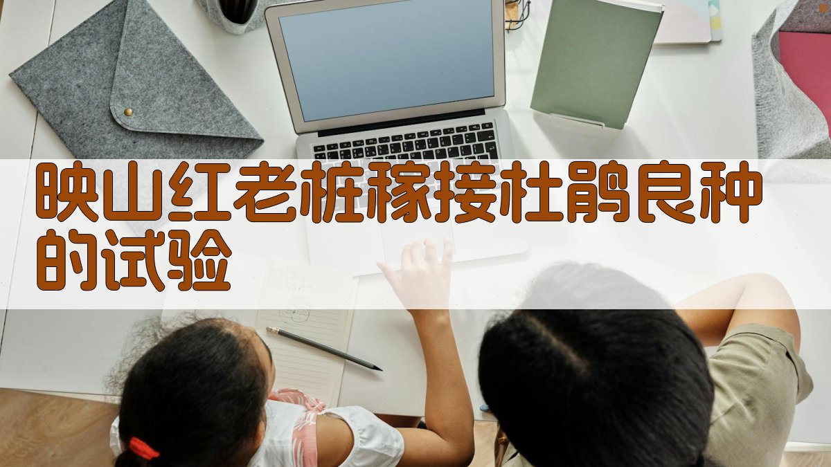 映山红老桩嫁接