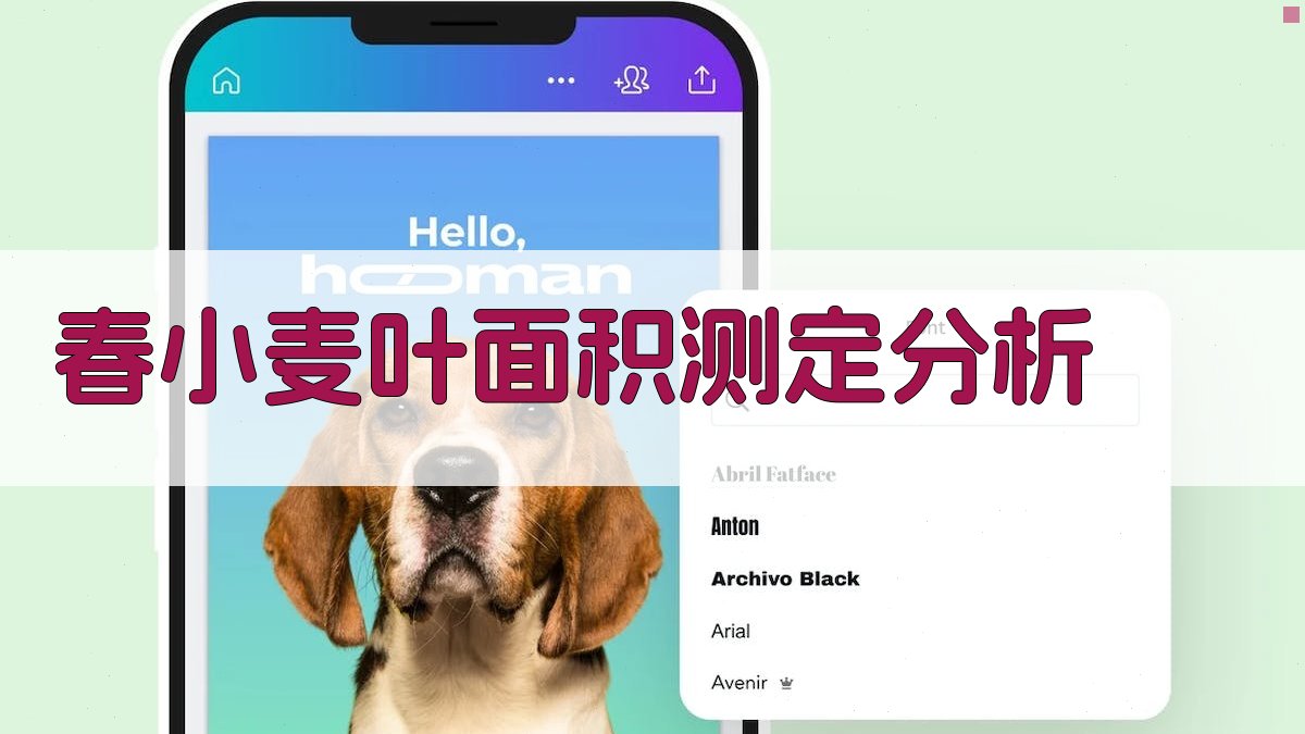 春小麦叶面积测定分析