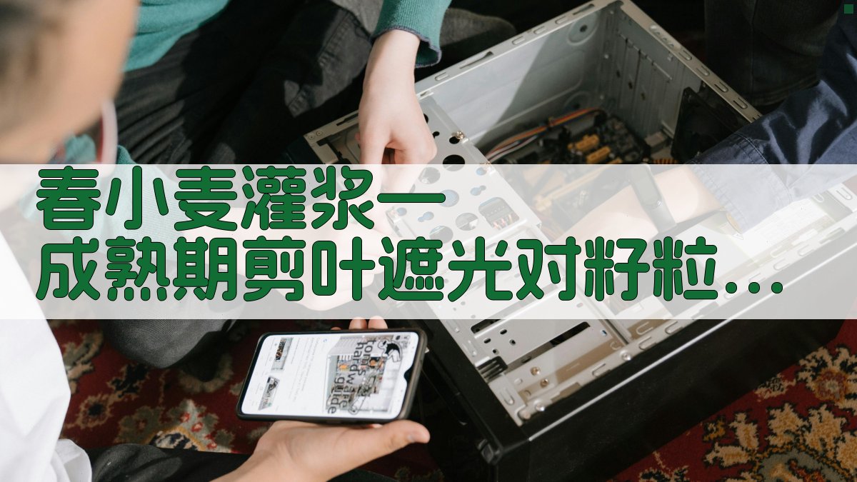 春小麦灌浆—成熟期剪叶遮光对籽粒产量影响的初步观察