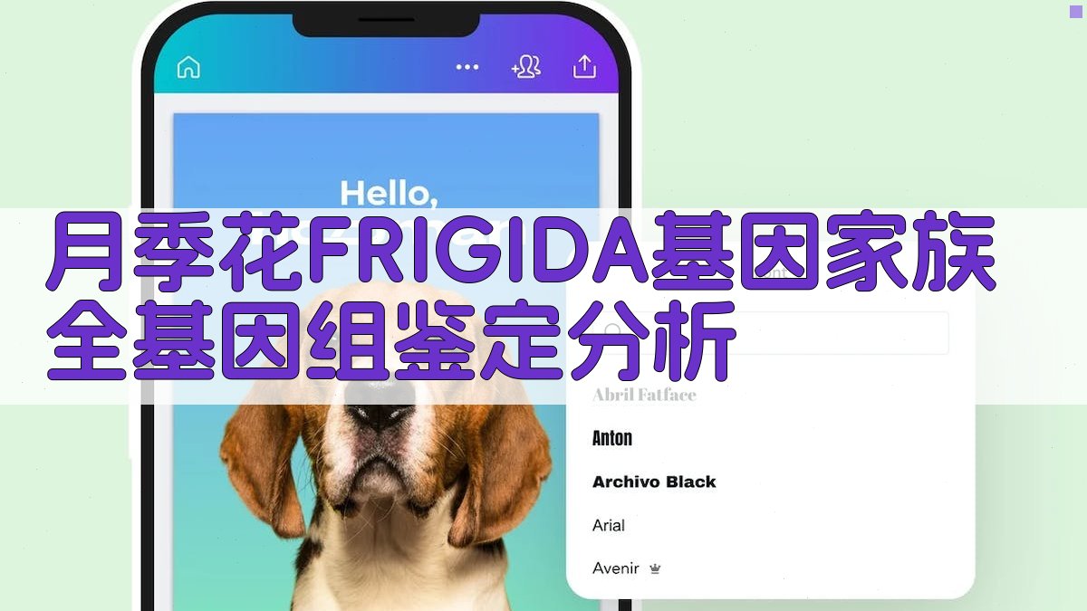 月季花FRIGIDA基因家族全基因组鉴定分析