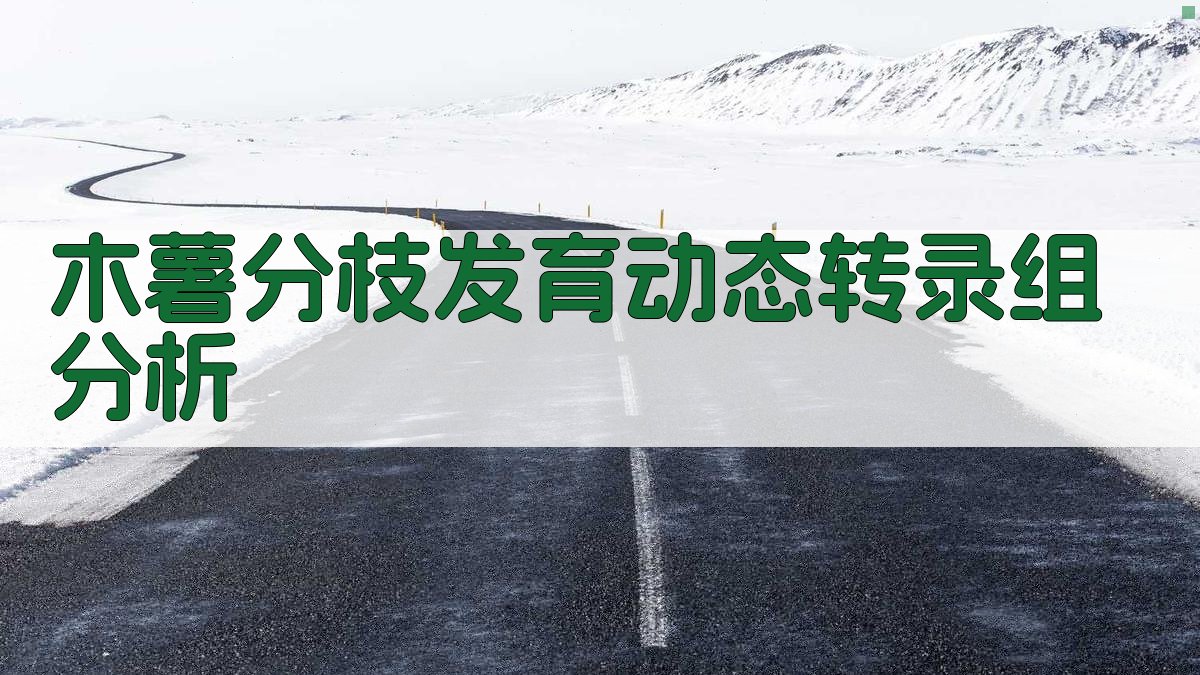 木薯分枝发育动态转录组分析