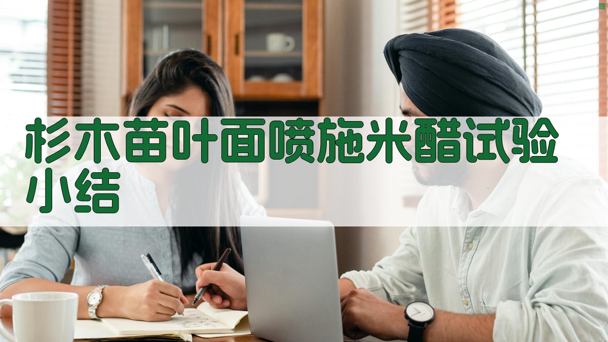 杉木苗叶面喷施米醋试验小结