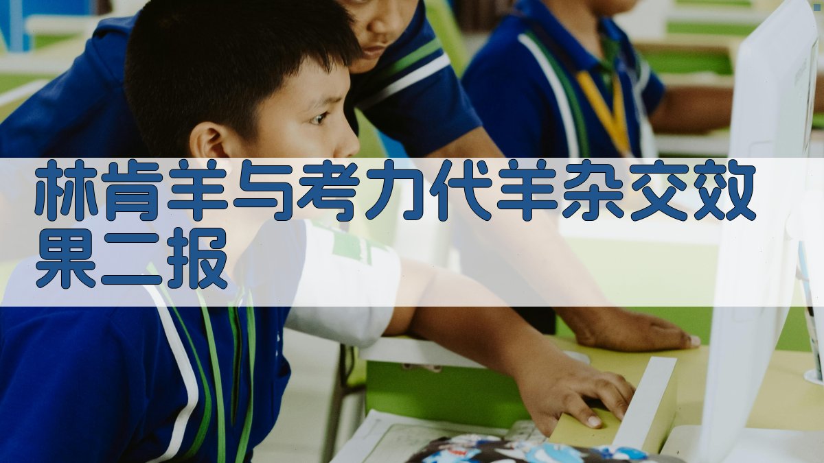 林肯羊与考力代羊杂交效果二报