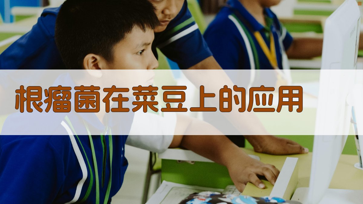 AI根瘤菌在菜豆上的应用