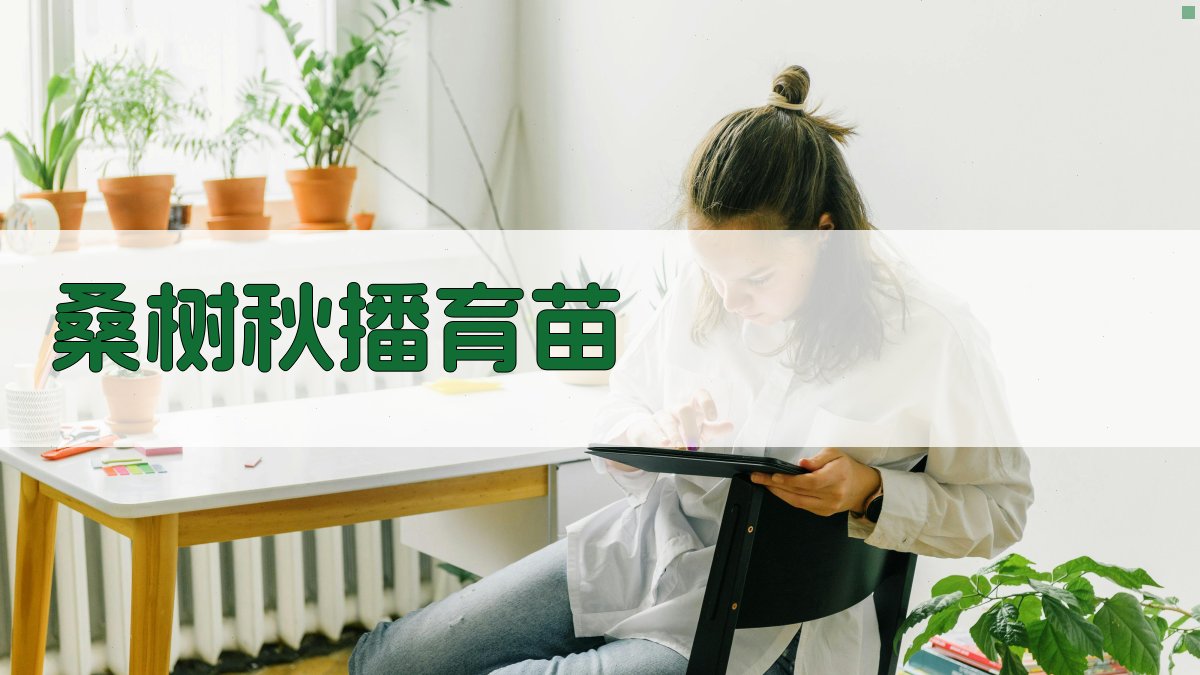 AI桑树秋播育苗分析工具