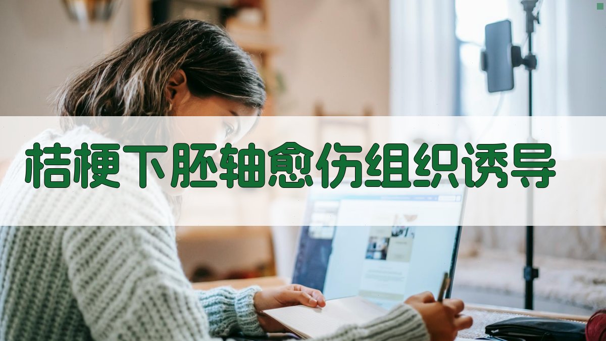 桔梗下胚轴愈伤组织诱导