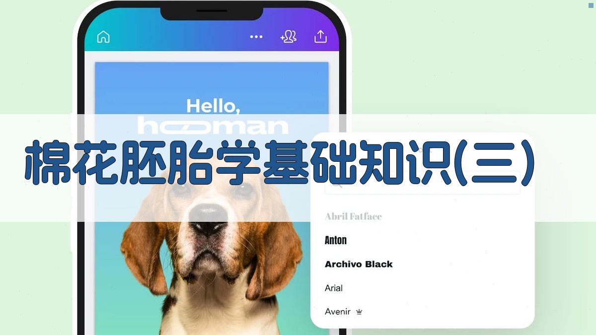 棉花胚胎学基础知识(三)