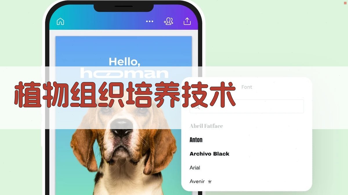 植物组织培养技术