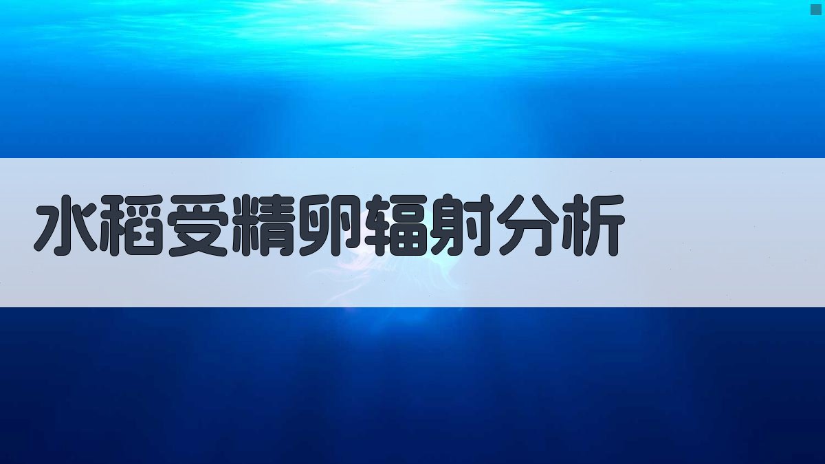 水稻受精卵细胞辐射敏感性分析