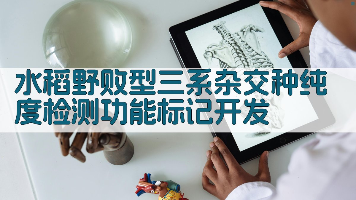 水稻野败型三系杂交种纯度检测功能标记开发