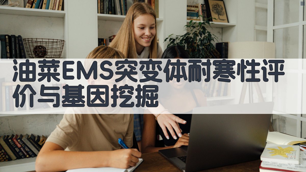 油菜EMS突变体耐寒性评价与基因挖掘
