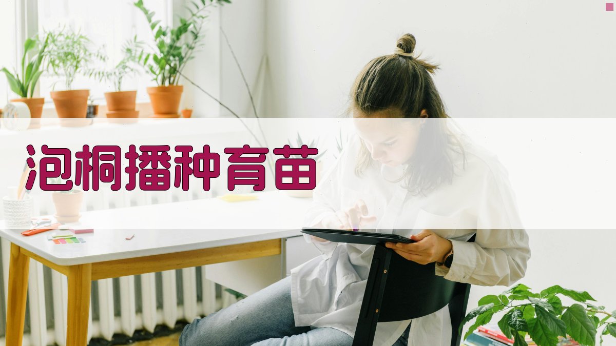 泡桐播种育苗与埋根育苗