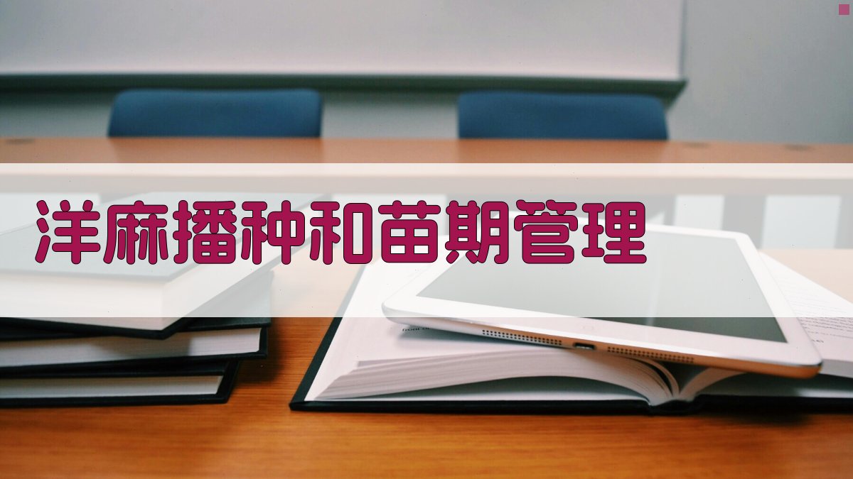 AI洋麻播种和苗期管理方案生成器