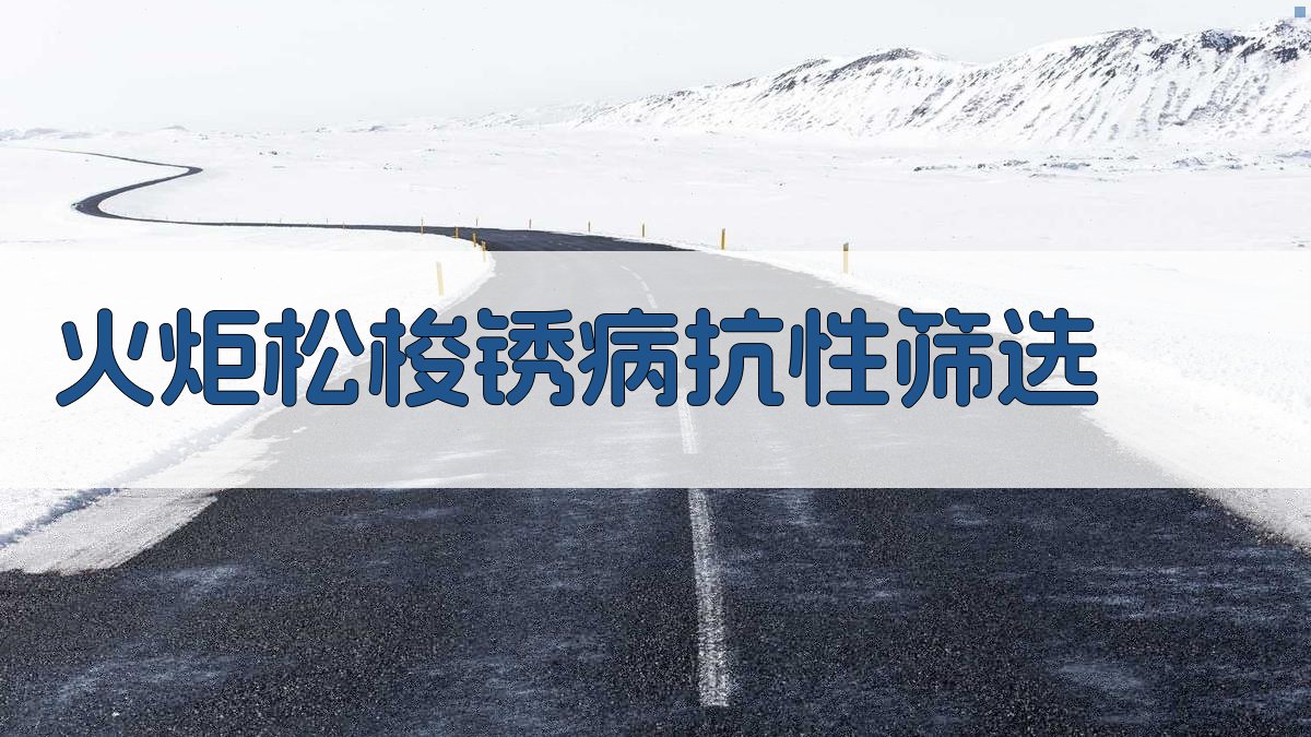 火炬松梭锈病抗性筛选