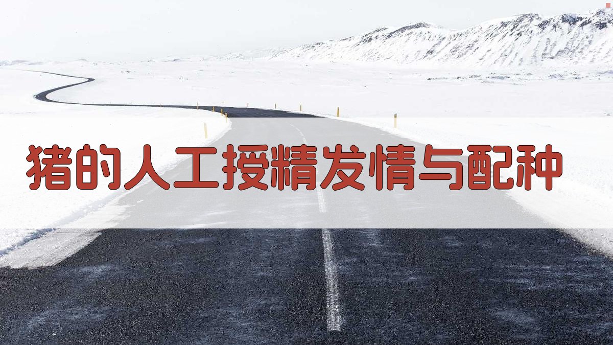 猪的人工授精发情与配种分析