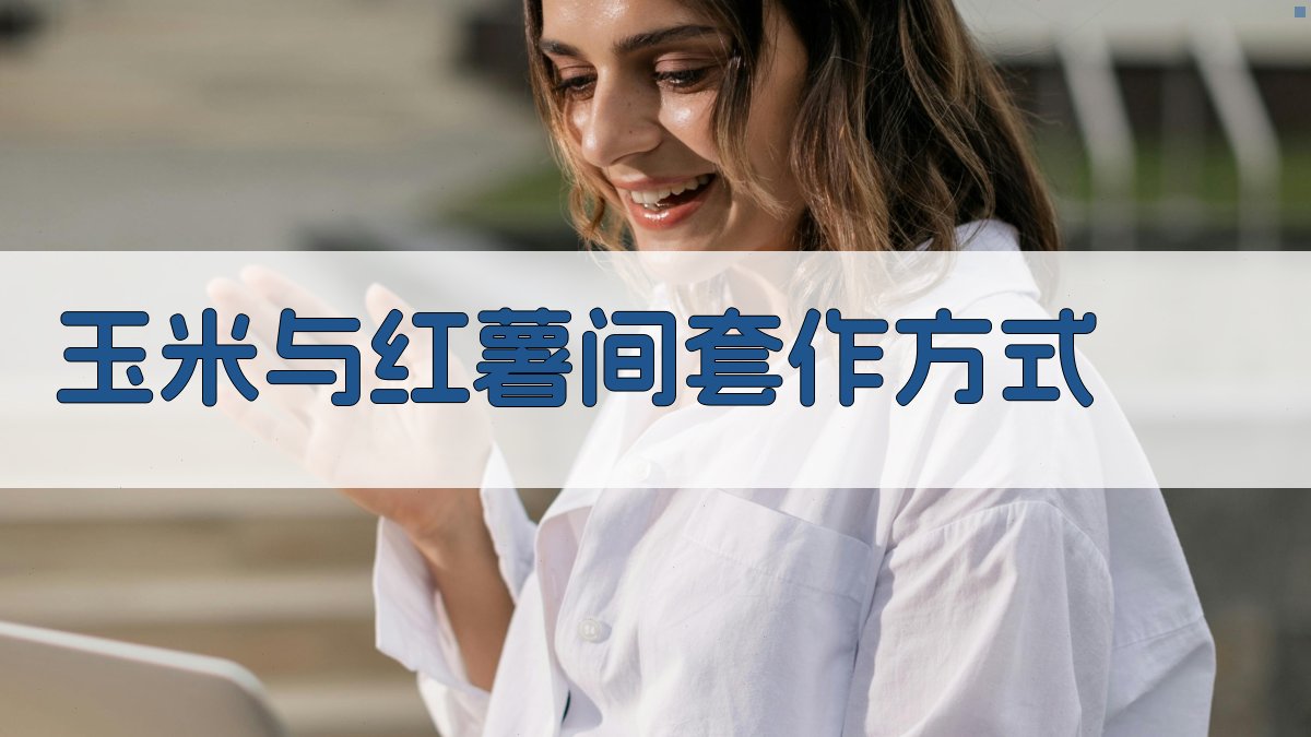 AI玉米与红薯间套作方式