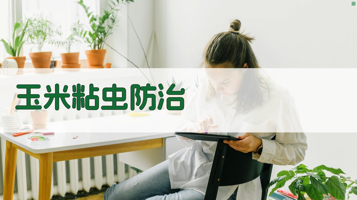 玉米粘虫发生特点及综合防治技术