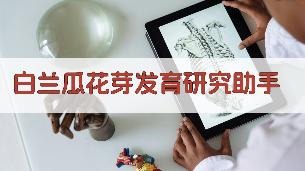 白兰瓜花芽发育研究助手