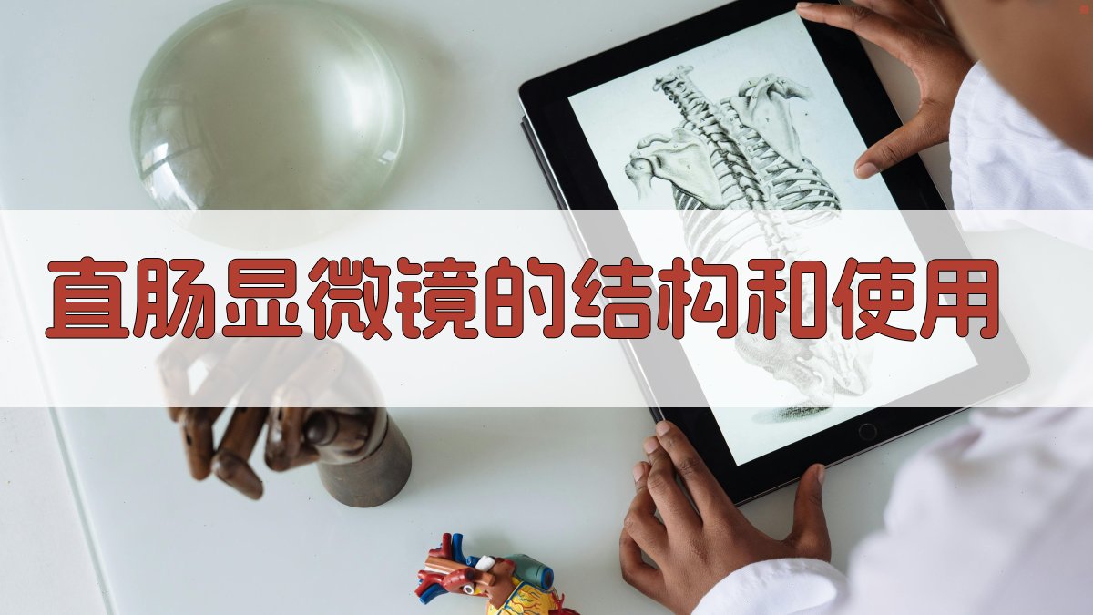 AI直肠显微镜结构解析