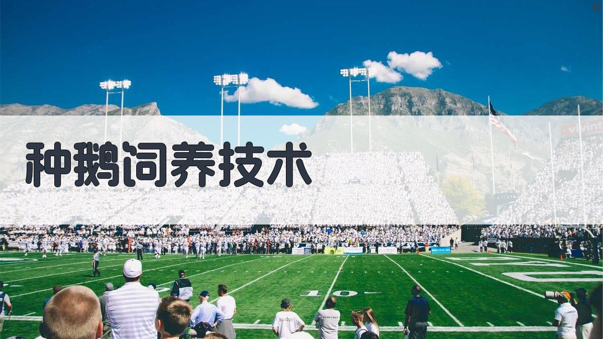 AI智能种鹅饲养技术指南