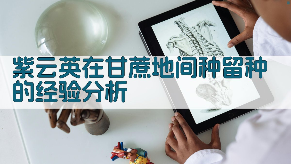 紫云英在甘蔗地间种留种的经验分析