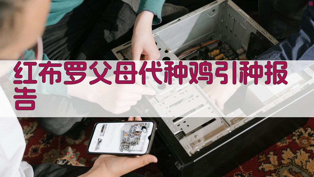 红布罗父母代种鸡引种报告