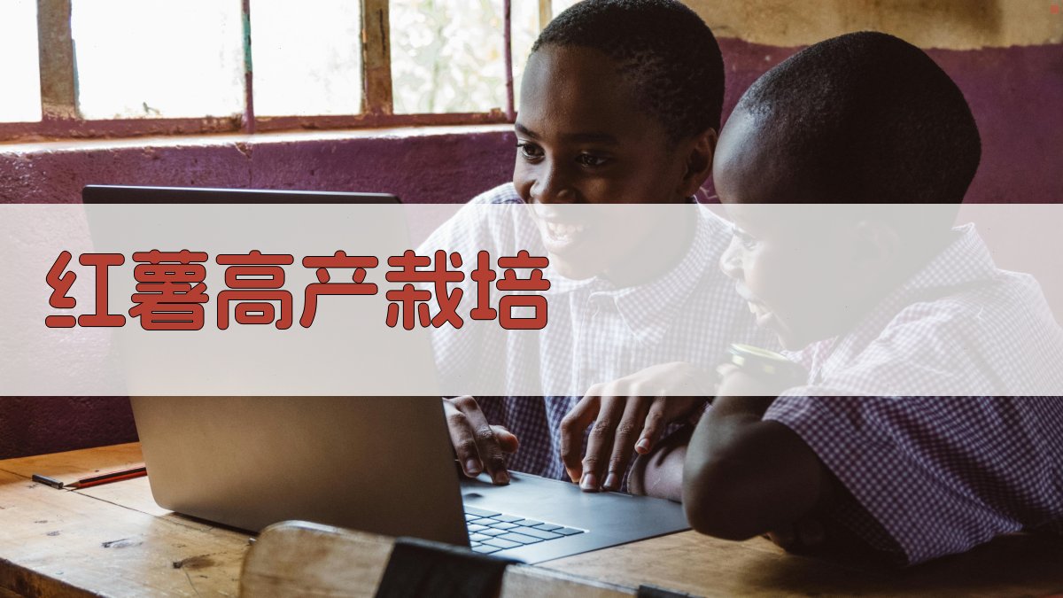 红薯高产栽培研究助手